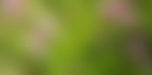 道場に咲く花 4
