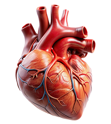 pngtree-human-heart-transparent-backgrou