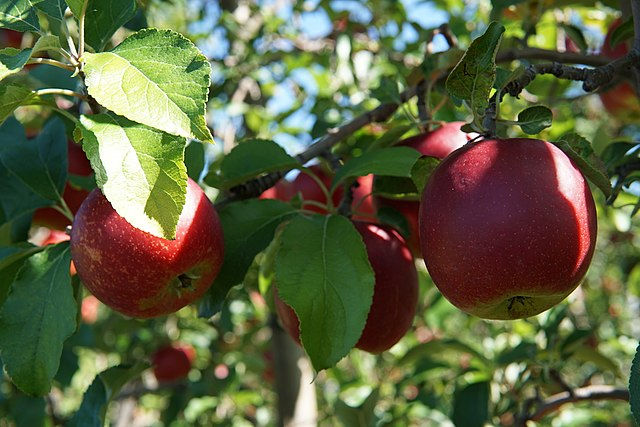 fruit wines of new hampshire