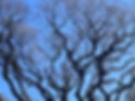 IMG_9327.jpeg