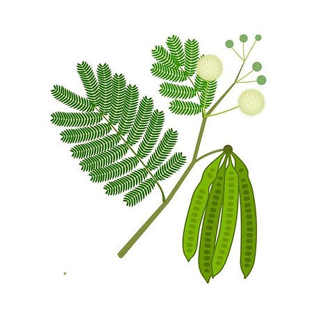 A leucena se espalhou por diversas regiões do Brasil, afetando diferentes biomas:
	•	Amazônia
	•	Caatinga
	•	Cerrado
	•	Mata Atlântica
Há registros de sua presença em estados das regiões Norte, Nordeste, Centro-Oeste, Sudeste e Sul do país. A espécie tem causado problemas especialmente em ilhas e arquipélagos, como Fernando de Noronha.