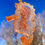 Thumbnail: Handmade Resin Seahorse Ornament | Wall Hanging | Sun Catcher