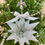 Thumbnail: Handmade Clear and White Starburst Holiday Ornament
