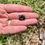 Thumbnail: Tektite – Raw Meteorite Stone (0.5–0.75 Inches)