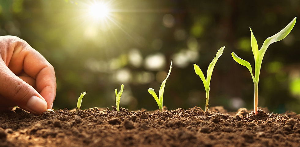 seed_growth.jpeg