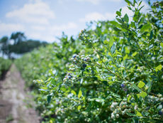 Campo de cultivo de arándano