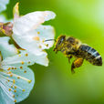Una abeja polarizadora