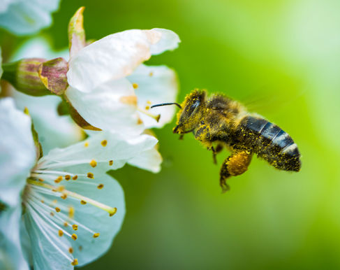 Una abeja polarizadora