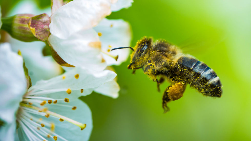 Una abeja polarizadora