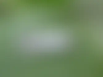 PLAGAS DE INSECTOS DEL CAFÉ