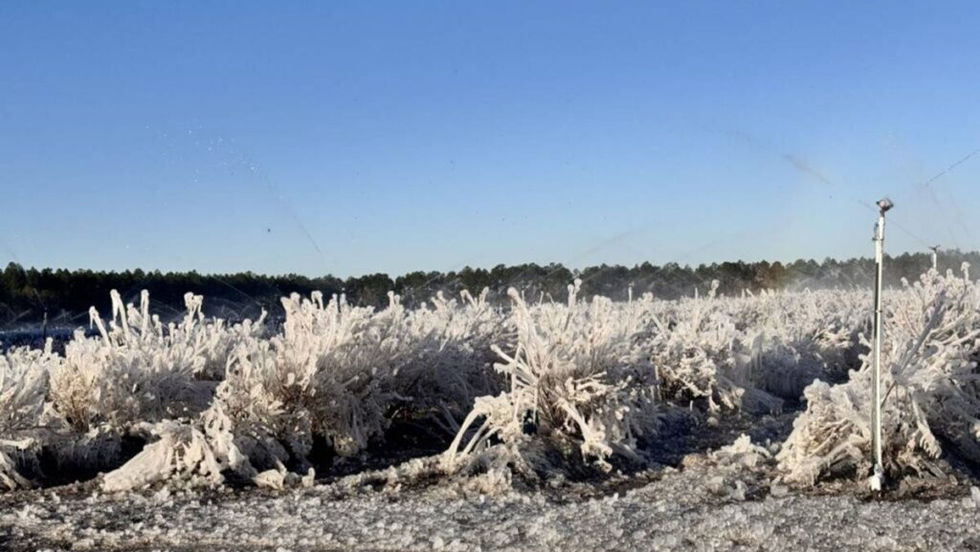 Campos de berries congelados
