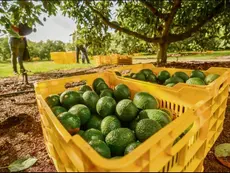 Caja con aguacate en huerto