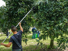 Trabajador agrícola cortando aguacates Hass