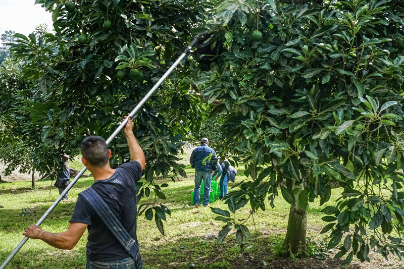 Trabajadores recolectan aguacates en un campo, usando herramientas largas para alcanzar los frutos en lo alto de los árboles.