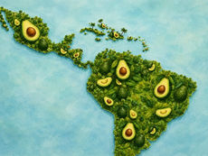 Aguacate latinoamericano, latinoamerica