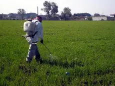 Un agricultor aplicando glifosato