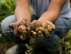 La cosecha en manos de los agricultores recuerda que garantizar alimentos es también sembrar paz, resiliencia y esperanza para las comunidades