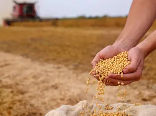 Unas manos con soja en un campo de cultivo