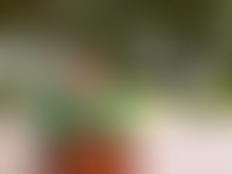 MICHOACÁN, DE LOS PRINCIPALES PRODUCTORES DE MANGO