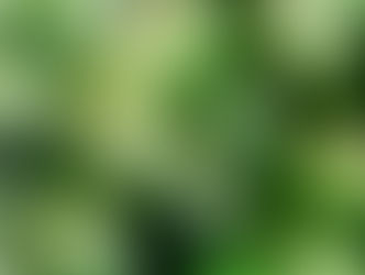 Aguacates de Perú