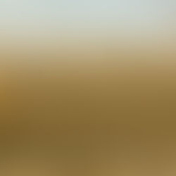 Impacto de la crisis del maíz actual en México