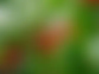 Deliciosas cerezas en el árbol