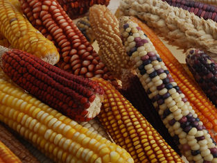 El Banco de Germoplasma del CIMMYT