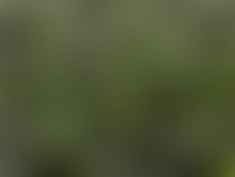Exportaciones africanas de aguacate alcanzan 450 mil toneladas en 2025 y avanzan hacia nuevos mercados