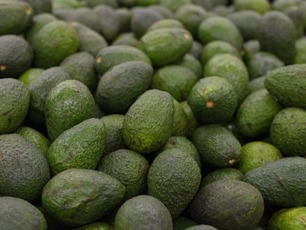 Exportaciones africanas de aguacate alcanzan 450 mil toneladas en 2025 y avanzan hacia nuevos mercados