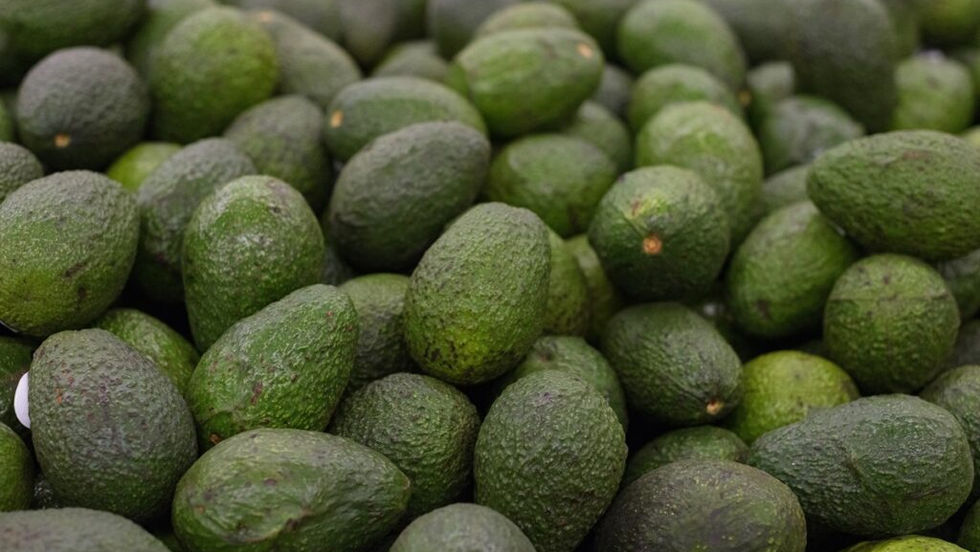 Exportaciones africanas de aguacate alcanzan 450 mil toneladas en 2025 y avanzan hacia nuevos mercados