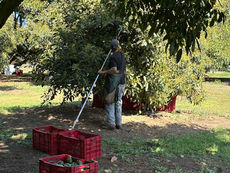 MÉXICO REFUERZA SUSTENTABILIDAD EN LA CADENA DEL AGUACATE DE EXPORTACIÓN