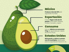 Infografía del aguacate mexicano