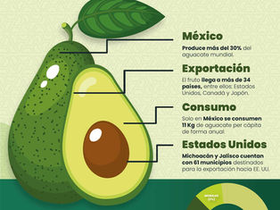 Infografía del aguacate mexicano
