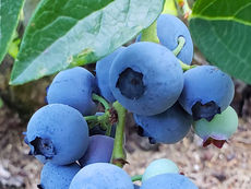 Deliciosos arándanos azules en la planta