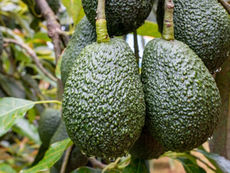 Aguacate Hass que cuelgan el el árbol