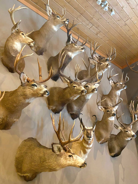 Taxidermy_Deers.jpg