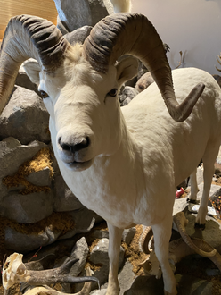 Taxidermy_Sheep5.HEIC