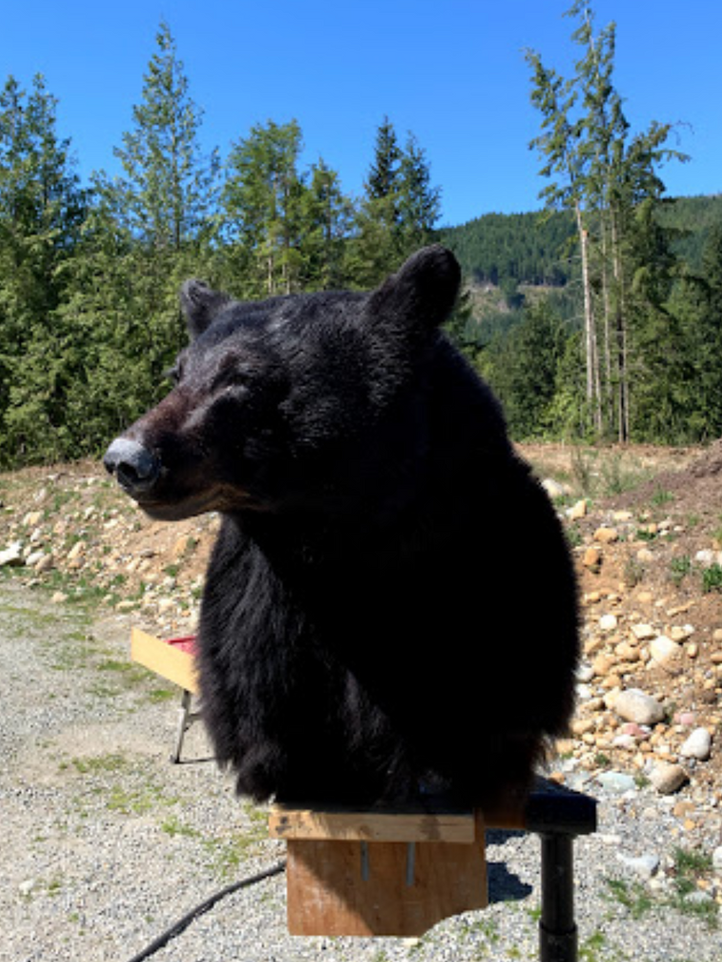 Taxidermy_BlackBear.png