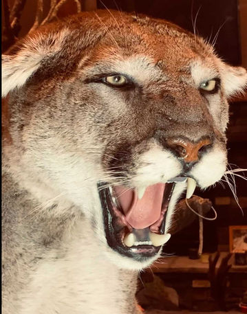Taxidermy_Cougar_Close_Up.jpg