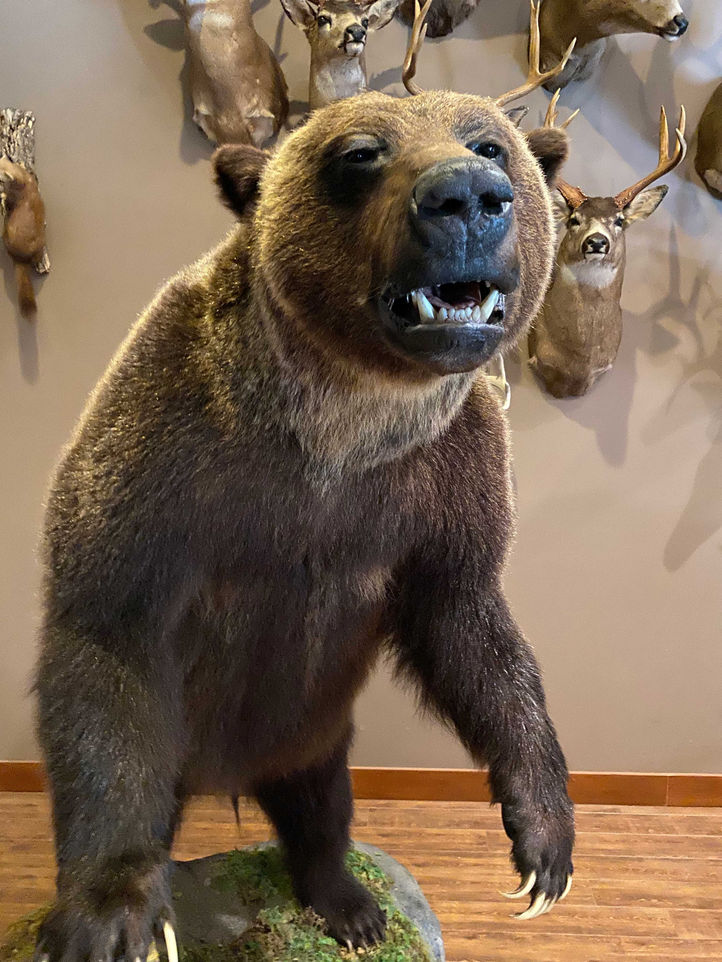 Taxidermy_grizzly2.jpg
