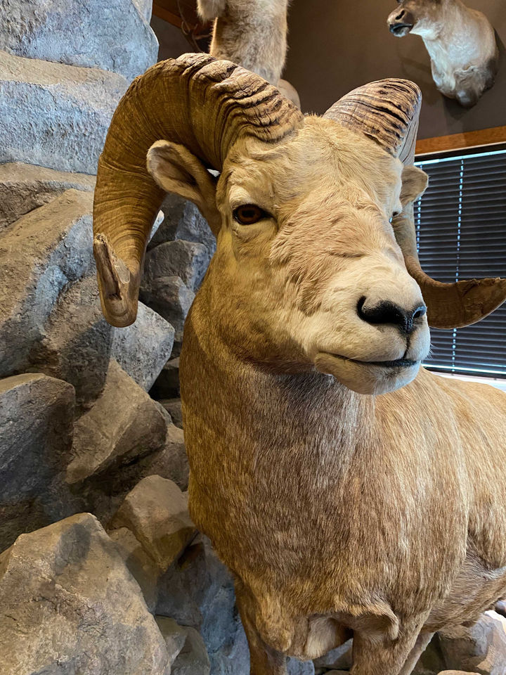 Taxidermy_Sheep2.jpg