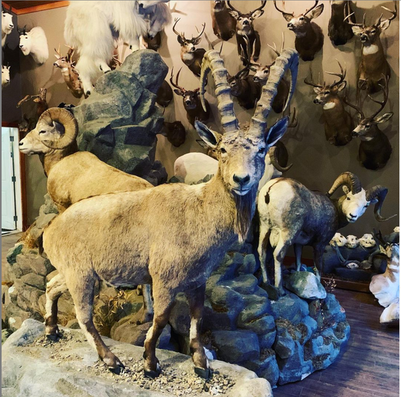 Taxidermy_Sheep14.png