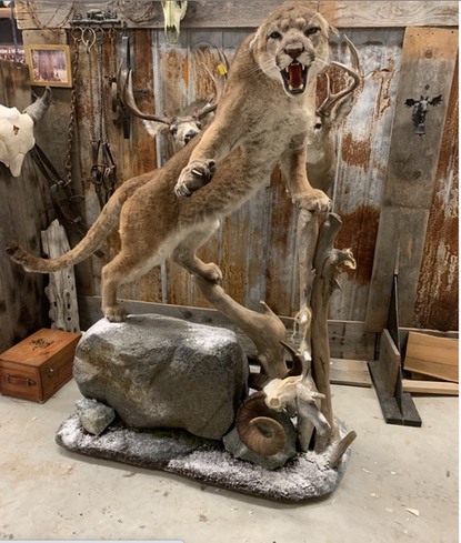 Taxidermy_Cougar5.png