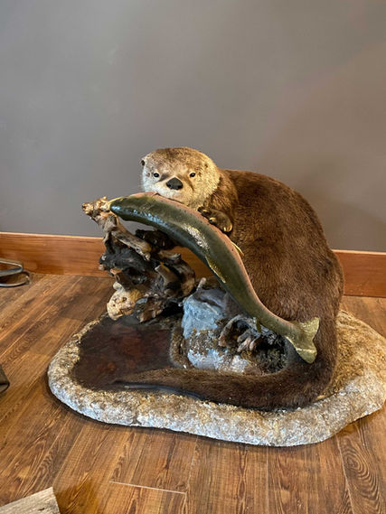 Taxidermy_Otter.jpg
