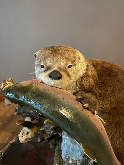 Taxidermy_Otter2.jpg