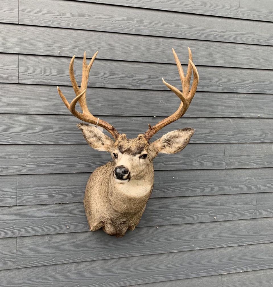 Taxidermy_Deer14.png
