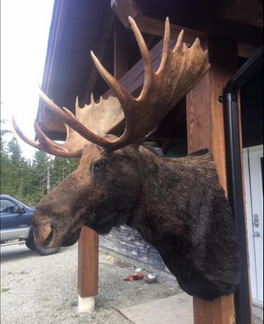 Taxidermy_Moose6.png