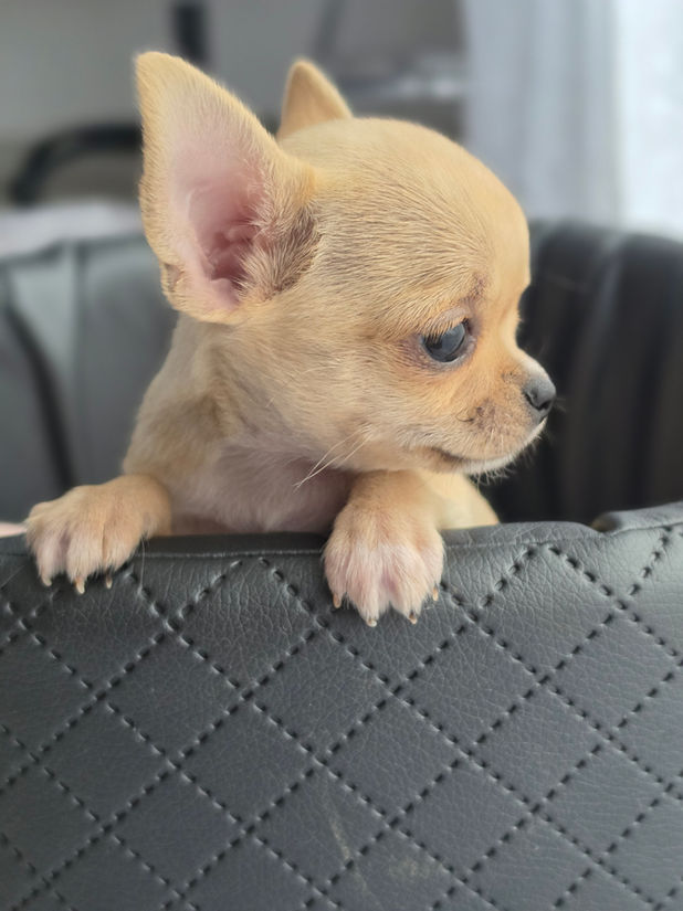 chiot chihuahua