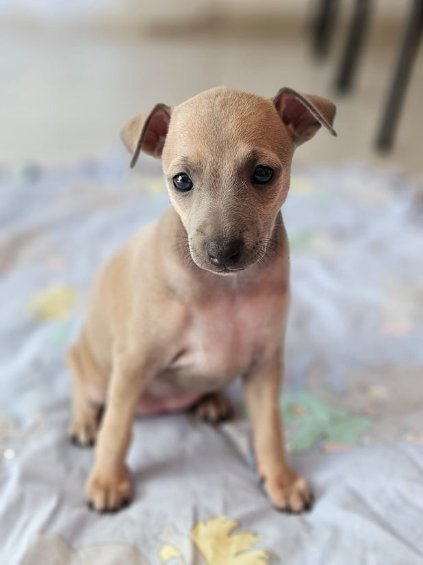 petit lévrier italien