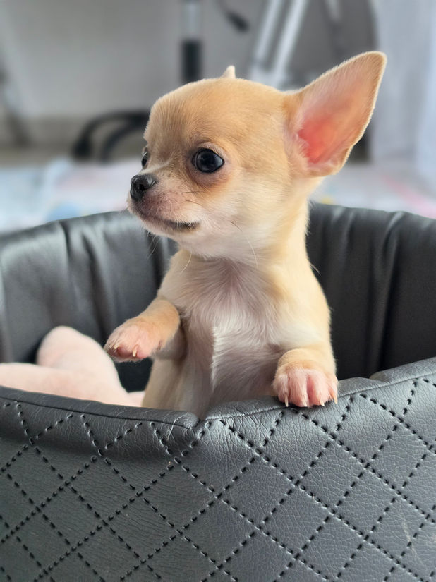 chiot chihuahua
